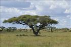 22  Five Lions in One Tree